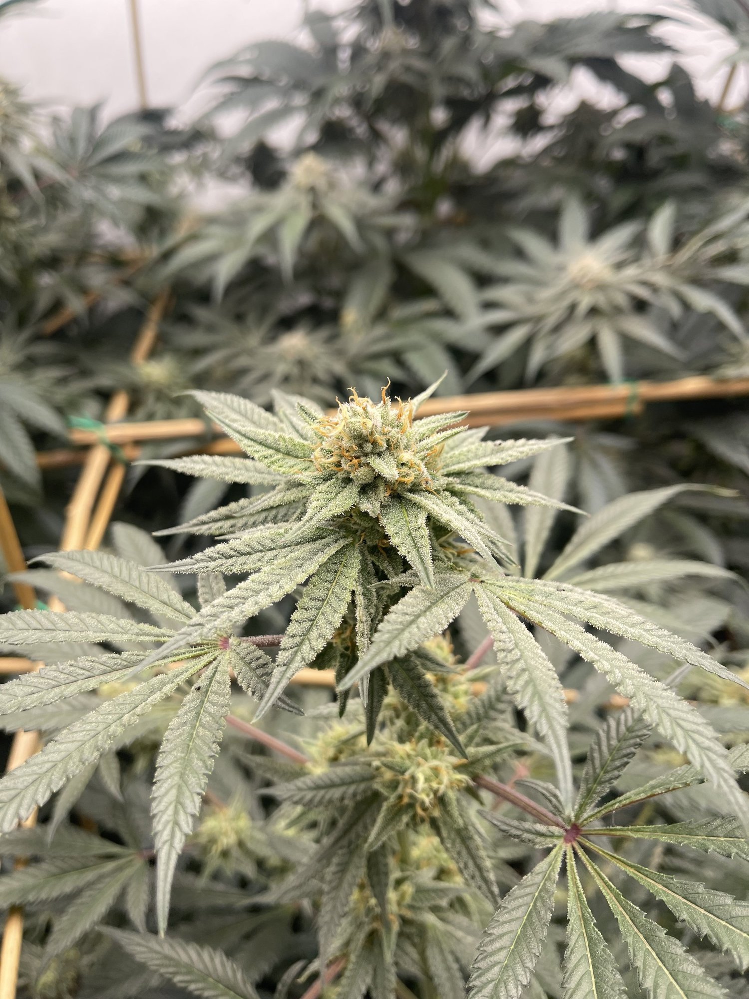 Close-up of a healthy green cannabis plant with dense buds and visible trichomes